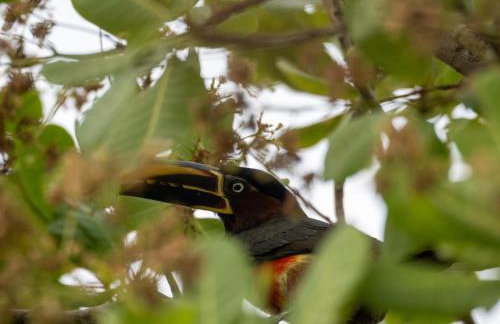 Barco Casa Pantanal Toca da Onça - Photo 61