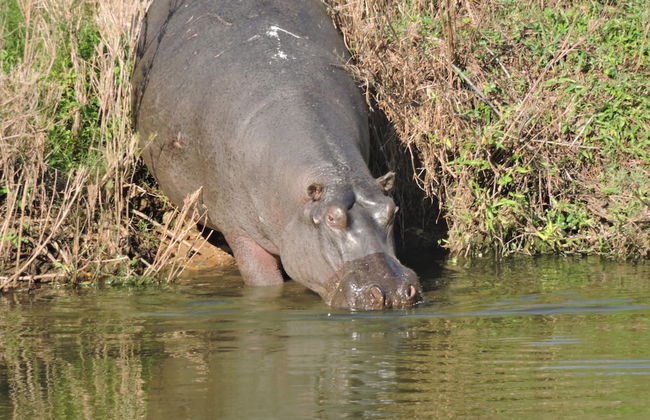 Umvangazi Rest - Enjoy a Relaxing, Rejuvenating and Peaceful Setting in the Bush - Foto 53