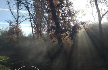 Ninho Bico-de-Lacre ~ o paraíso é a/na Terra - Foto 41