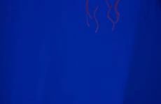 La Belle et le Nooki - Foto 63