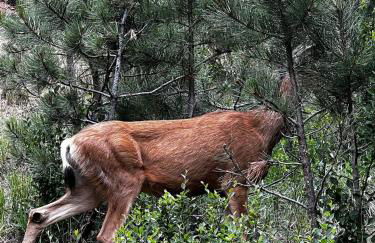 Misty Mountain Colorado - Foto 28