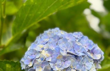 Serenity Azores - Casa da Aldeia - Photo 9