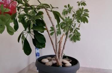 Makis Apartments - Foto 31