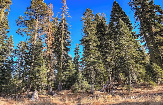 Alpine Meadows Peak 15 Min to Commons Beach - Photo 15