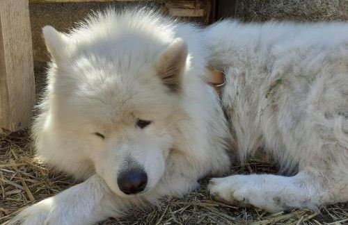 La Cabane des Trappeurs - Foto 39