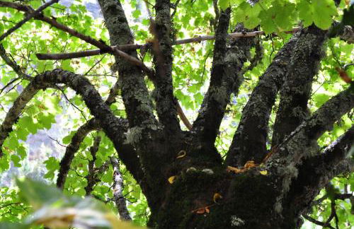 Ollar do Cido - Foto 26