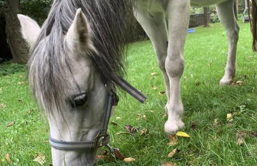 Ferienhof Klein - Foto 28