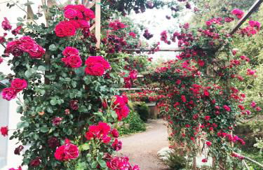 Boscoscuro - Foto 29