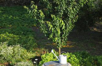 Senkini Dvori - Photo 26