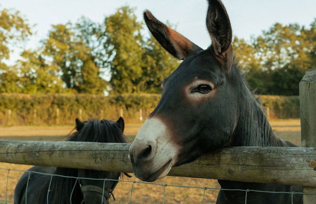 Glamping in Wiltshire the Green Knoll is a Charm - Foto 21