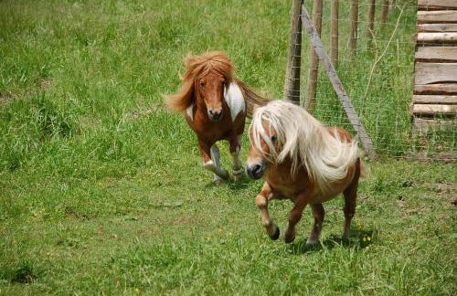 Vogtmühle - Foto 23