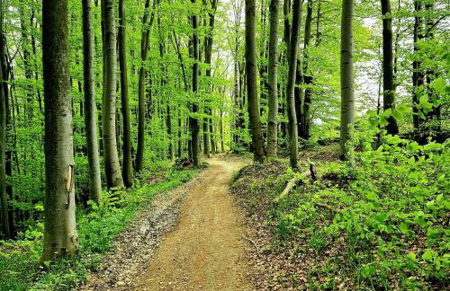 Bieszczadzka Pauza - Foto 24