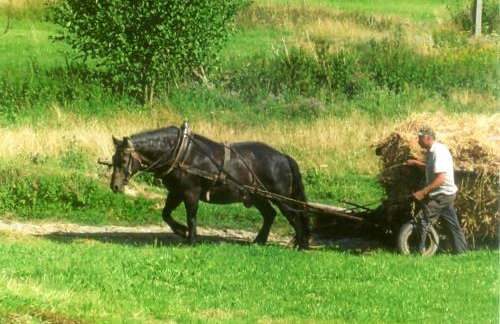 Gospodarstwo Agroturystyczne Watra - Foto 48