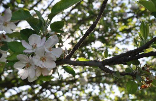 Passo do Lobo - Turismo Rural - Foto 33