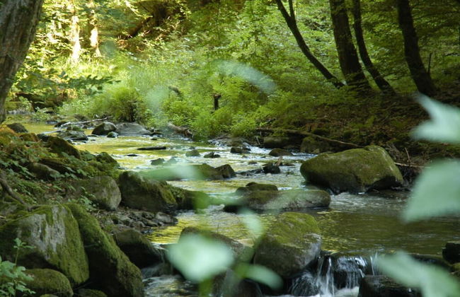 Holiday Apartment Forsthaus Heilsberg - Foto 16