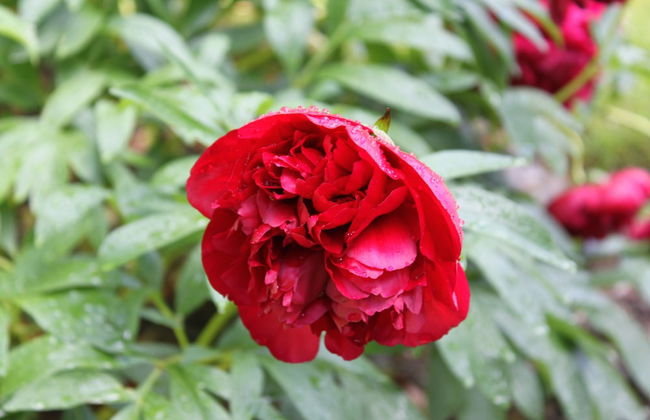 Glenalbyn Cottage - Foto 17