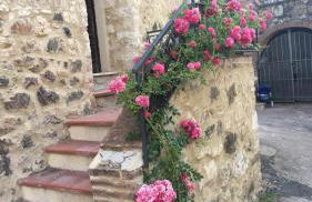 Rosa di Maggio - Foto 1