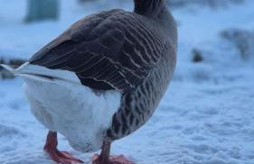 The Wee Bothy at Larchwood Croft - Photo 26