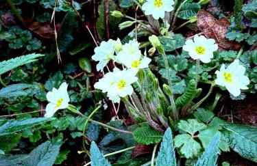 Apartamentos El Caxigu - Foto 53