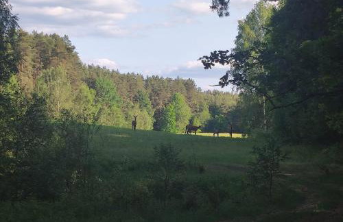 Ostoja Leśna Cisza - Foto 7