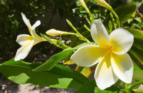 Paradise Found Cayo Hueso - Foto 46