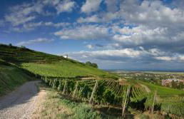 Le Bacchus - Photo 15