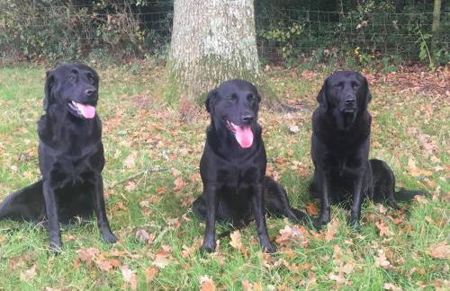 The Annex, Westerlands, Graffham - Foto 28