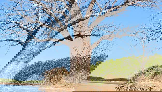 Excursion privée dans le delta du Saloum - Photo 3, Baobab a orillas del Saloum