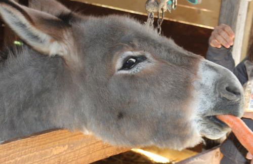 Agriturismo La Casa di Bacco - Foto 80