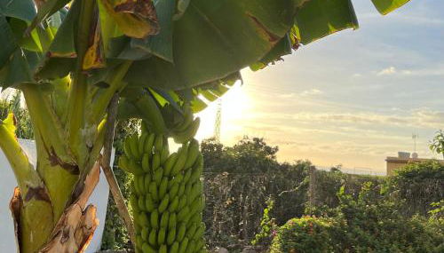 Un Paraiso En Tenerife - Foto 4, Garden view