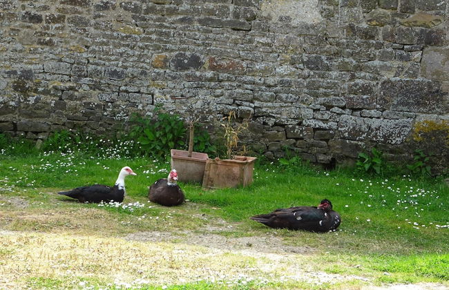 Country House on a Beautiful Medieval Estate - Foto 70