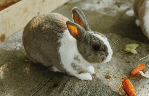 Alloggio agrituristico Zambon - Foto 23