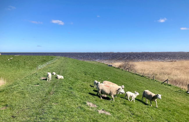 Spacious 6-person Holiday Home Dijkrose Close to the Lauwersmeer - Photo 42