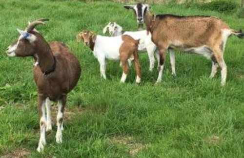 The Stable at Clauchan Holiday Cottages - Foto 11