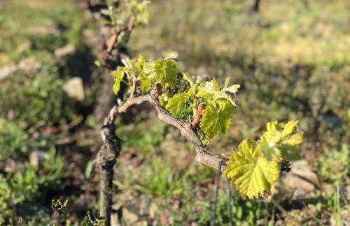 Quinta dos Piscos - Foto 54