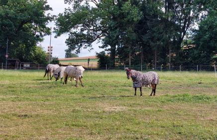 Ferienwohnung MW 1b 82m2 Höxter Weserbergland Weser inkl 2 Terrassen Wäsche und Endreinigung Self CheckIn - Foto 50