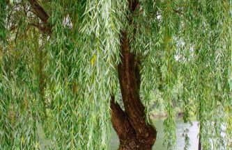 Casa das Fontes - Foto 37