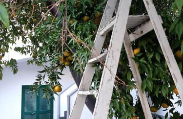 Lemon Tree casa vacanze nel verde - Photo 22