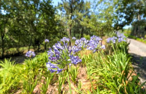 Forest Hideaway Near Douro Valley - Foto 75