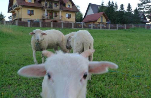 Agroturystyka Pod Zamczyskiem - Photo 23