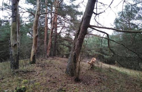 Domek w Zakątku Andrzeje Śniczany 18 - Photo 29