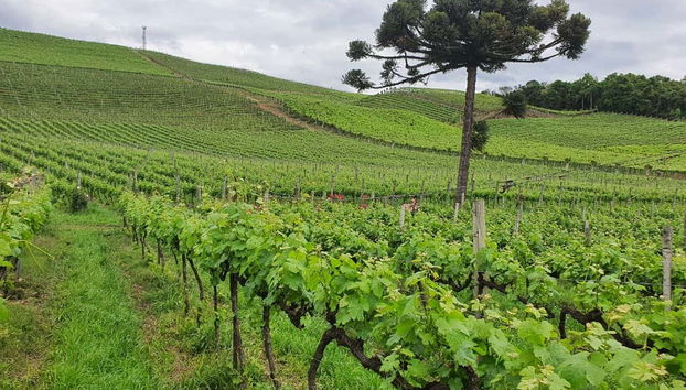 Paseando por los viñedos