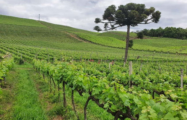 Tour de la inmigración italiana - Foto 3