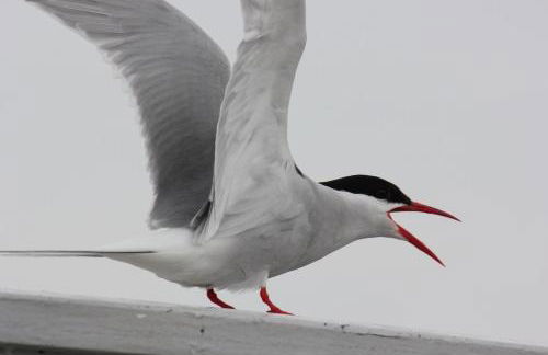 Haus Luise - Foto 23