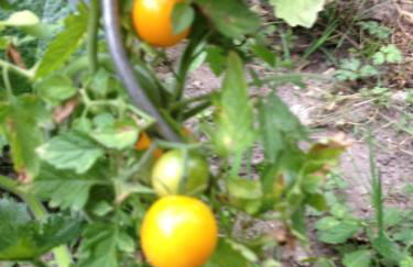 Le Jardin croix Roussien - Foto 39