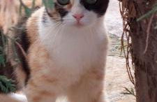 Apollo Romantic Sea View Villa - Photo 62