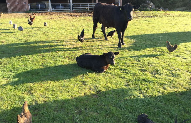 Castleview - Newton Steading - Foto 41