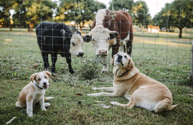 Mango Hill Farm - Foto 23