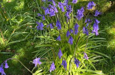 Lovely Carlung House - Foto 27