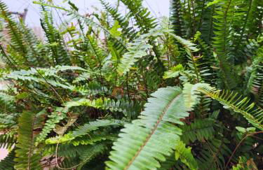 El patio de Iria - Foto 12